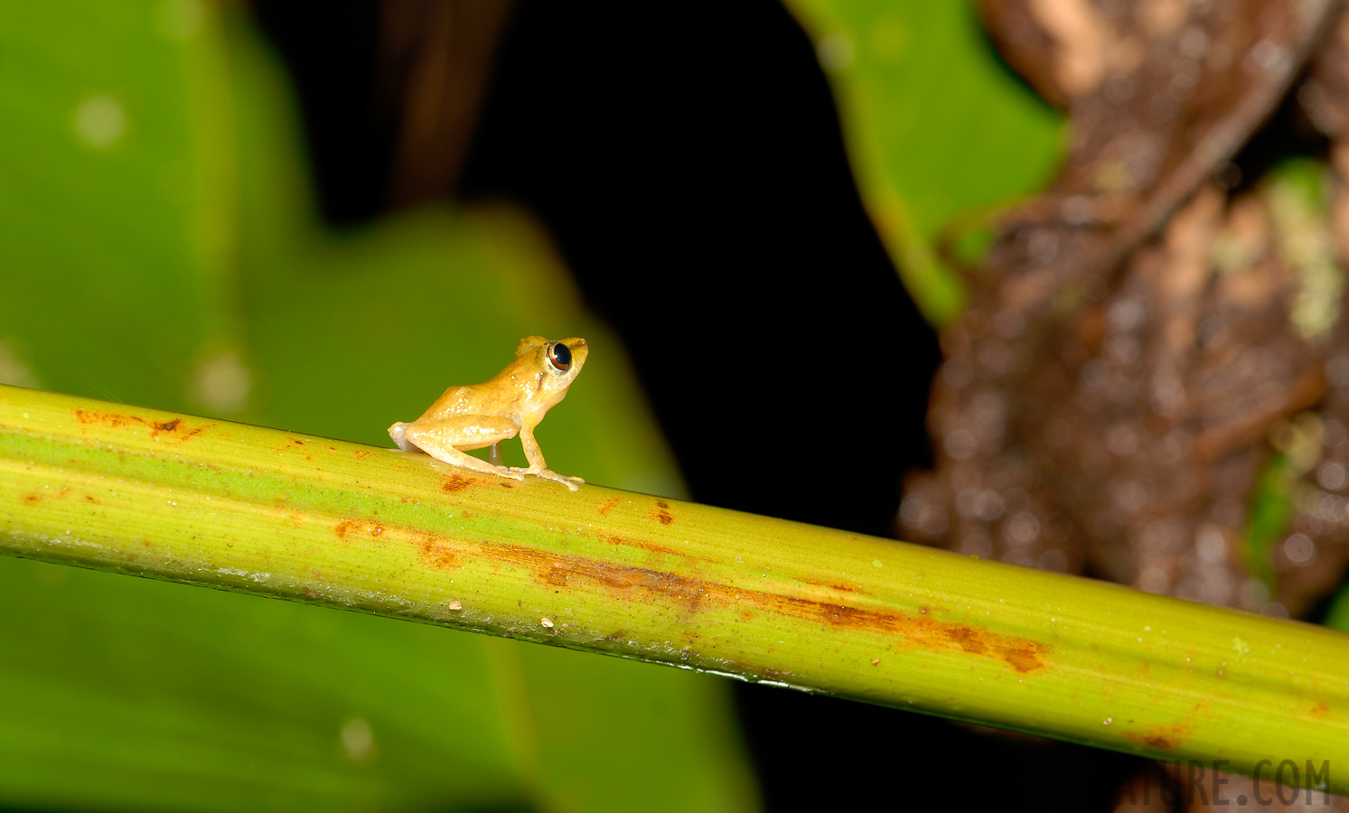 Scinax elaeochroa [105 mm, 1/60 sec at f / 10, ISO 100]